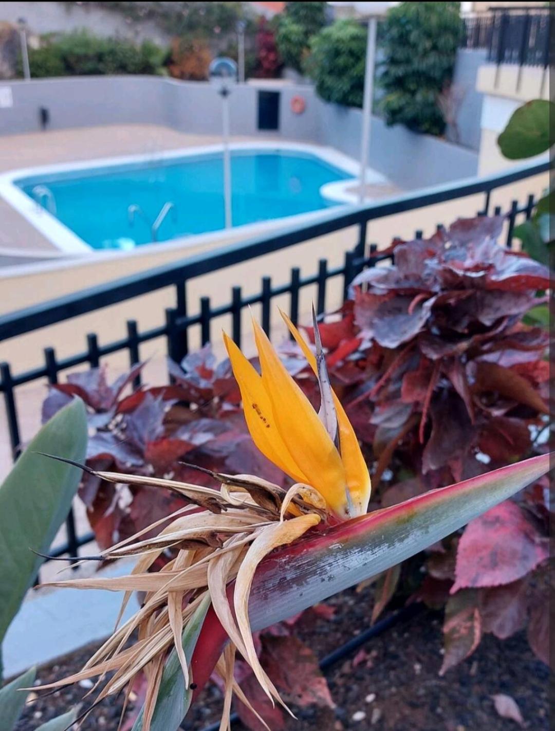 דירות קנדלריה Balcon Atlantida מראה חיצוני תמונה